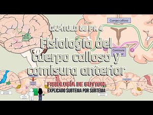 Chapter 58 4/5: Physiology of the corpus callosum and anterior commissure