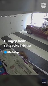 Bear named 'Oreo' caught on camera ransacking a fridge