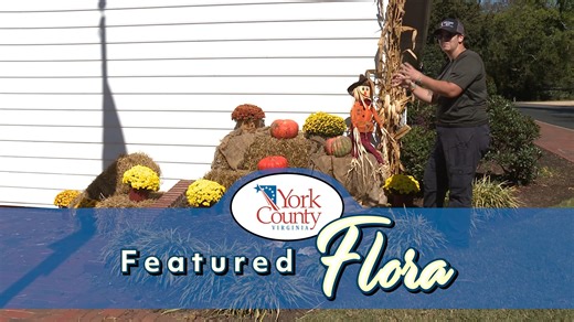 York County’s annual fall displays are always a favorite among residents and staff. Join Ashliegh as she prepares the seasonal display at the County Administration Building. Along the way, learn about the history of these festive displays and pick up a few tips on how to make cornstalk decorations pop with color. | York County, Virginia