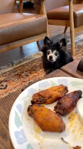 4.4K views · 170 reactions | Poor, starving (dramatic) puppies 梁 | Puppy Songs | Facebook