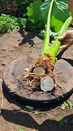 RT 70008mini rotary tillage and ridging all-in one tree 🌴