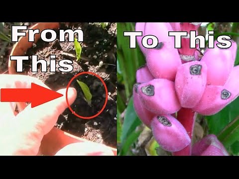 Musa Velutina Banana - Seeds To Pink Bananas In 14 Months - Zone 6b.