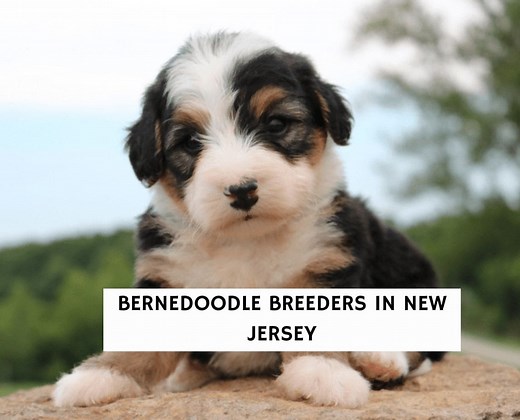 8 Best Bernedoodle Breeders in New Jersey! - We Love Doodles