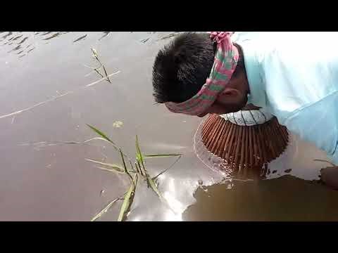Unique Polo Fishing in Remote Fields – Fish Catching That Still Works Today