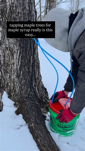 Jerilyn | Shore Farms🦌🐮 on Instagram: "Making your own homemade maple syrup is easier than you think! Below are the basic steps to start the process - follow along to see the entire process from the beginning of tapping trees to the finished product of bottled maple syrup!🍁 •Locate maple trees on your property (the bigger the better) •Drill a hole into the tree approx. 3 feet high (you can drill 2 separate holes if it’s a bigger tree, for 2 taps) •Place the tap into the holes (we ordered our 