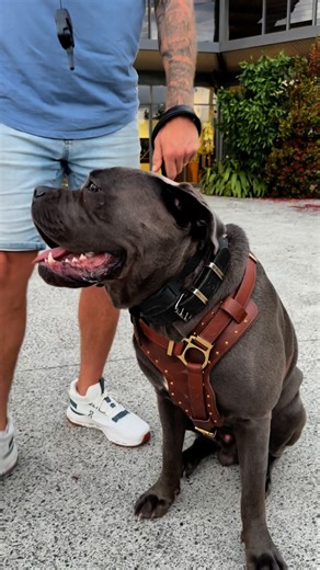 King Cane Corso | The perfect balance between strength and gentleness! A fierce protector, and a gentle soul with his family! I am 6 foot 3, 100kg so you... | Instagram