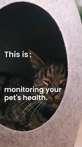 Always keep tabs on your pet's adventures with Tractive — Discover real-time GPS tracking, safe zones, & more for your peace of mind. | Tractive