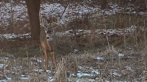 664K views · 6.2K reactions | Late season, snow on the ground and lots of whitetails. MT Land Specialist Aaron Milliken - Whitetail Properties Real Estate Montana takes advantage of a late season cold front. A deer he had lots of history with, finally slipped up. Moments like this is what fall is all about! From Season 12 of WPTV. #throwbackhunts #whitetailproperties | Whitetail Properties | Facebook