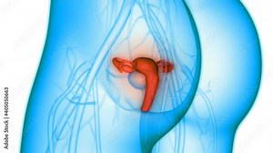 Female Reproductive System with Nervous System and Urinary Bladder Anatomy Animation Concept