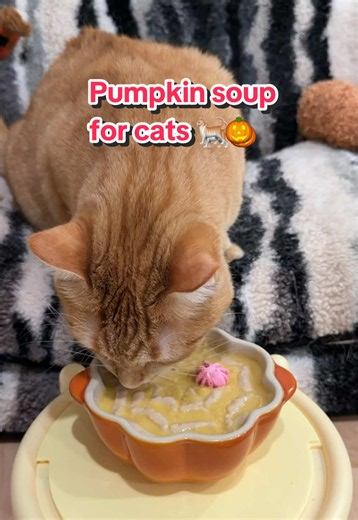 Easy Pumpkin Soup Recipe for Cats 🐈🎃 | Fall Treat Idea