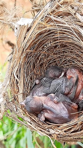 80K views · 856 reactions | Venomous WASP Day 5 EP 99 | Forest Life | Facebook