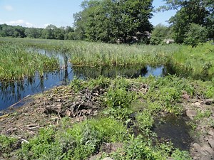 Dam Work Could Cost Seven Figures