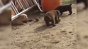 158K views · 558 reactions | This is beyond adorable! They are the biggest sweethearts in the canine world! | Rumble | Facebook