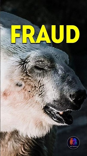 Shave a Polar Bear and you'll find THIS. #polarbears #wild #shorts