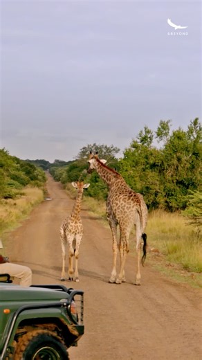 Discover Phinda Private Game Reserve Located in KwaZulu-Natal, South Africa, Phinda is one of the country's most diverse safari destinations - known as "The Seven Worlds of Wonder". This remarkable… | Rob van Blerk