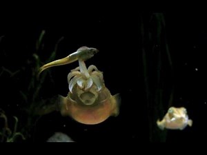 New England Aquarium Cuttlefish Hunts in Slow Motion