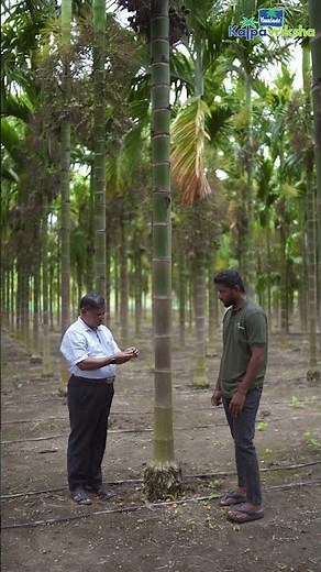 Button shedding in arecanut