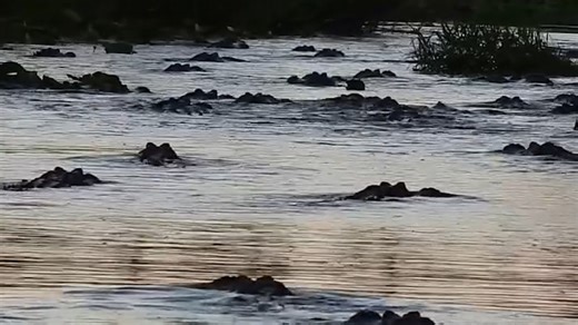 Large alligator congregation forms at Georgia park