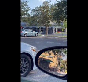Bird Perches in Front of Driver's Windshield