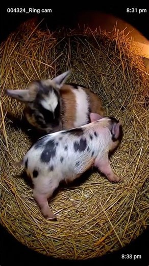 Piglet's First Cuddle: Goat to the Rescue! 🐐🐷 #InstantFriends #FarmMagic #Cuddly