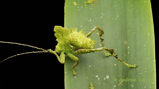 来自厄瓜多尔的拟叶螽斯 Typophyllum bolivari 若虫