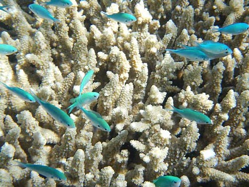 Green Chromis Care Guide: Chromis viridis