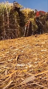 61K views · 205 reactions | Modern Machine Harvesting Sugarcane Fast | Amazing Machine | Facebook