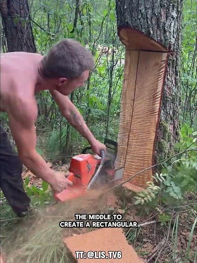 How Directional Tree Felling Technique Is Done #dndx1