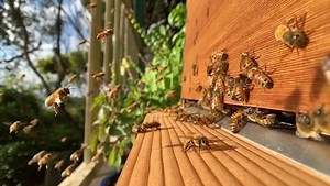 22K views · 590 reactions | The magic of slow motion bee  Normal speed then 1/10 speed  #sundayvibes | Flow Hive | Facebook