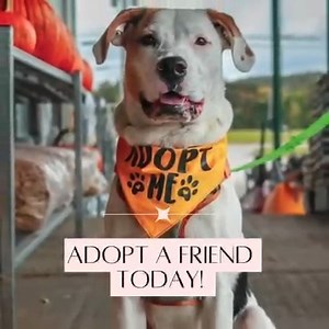 18 reactions · 15 shares | Wings of Freedom Animal Rescue Adoptable...