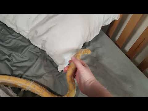 My baby girl Lavender Albino Reticulated Python shedding 