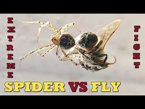 Spider vs Fly | Catches in its trap, attacks and eats prey cruelly | HD | Mother Nature | Sorry Fly