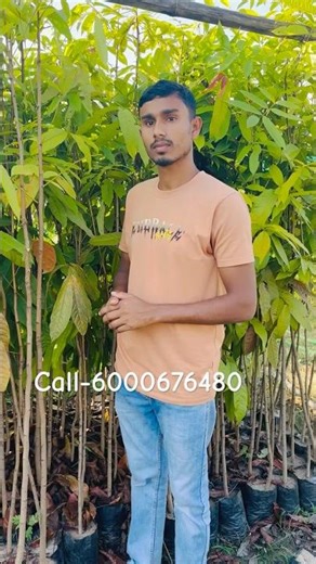 Mahogany tree | Mehaguni Tree Farming Starts with Quality Plants 🌿 #mahogany