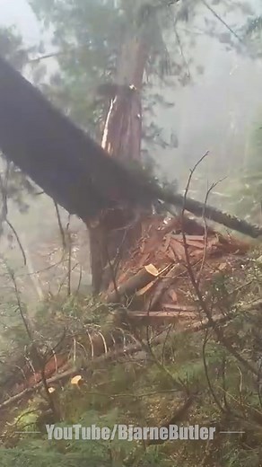 Splitting 2 trees #WestCoast #Lumberjack #canadian #cedar #faller #logger #helilogging #feller #treefeller