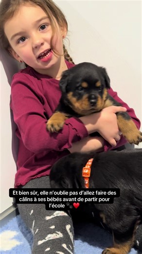 Grandir entourée d’amour… et de chiots 🐾🖤🤎 Chez nous, les câlins font partie de l’éducation 🙏♥️ #rottweiler #chiot #socute #babydog #fyp