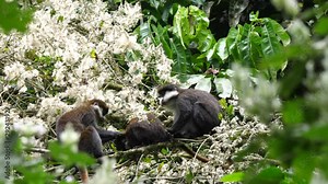 Red-tailed monkey - Cercopithecus ascanius - grooming