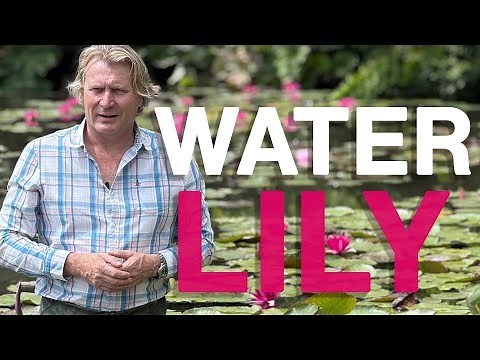 Water Lily Care: Growing Your Own Beautiful Water Lilies