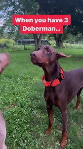 302K views · 3.1K reactions | Life with 3 Dobermans 藍癩 . . . #doberman #dobermanpuppy #dobermanpinscher #dobermanlove #dobermansofinstagram #dobermanpride #dobermandogs #dobie #dobermanpuppy #dobermanpuppies #dobermanlovers | Doberman Training Mastery | Facebook