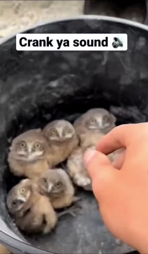 Funny Baby Owl Adventures in the Tunnel | Cute Animal Compilation