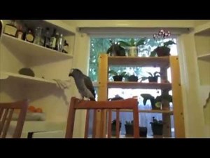 For Your Talking Bird