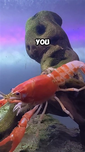 Should You Keep Crayfish in Your Aquarium?