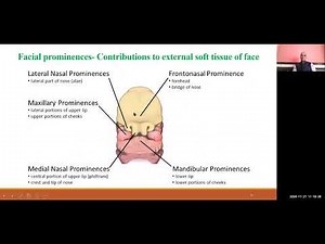 BDS I 404 I ORTHODONTICS I Prenatal growth and development of craniofacial region I DR R P MAURYA