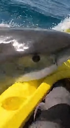 Un tiburón blanco gigante emerge de las profundidades y arranca parte de un kayak en plena faena, mientras el joven que iba a bordo sigue grabando todo con las manos temblando. 🌊🦈 Lo que captó su cámara es tan real, impactante y aterrador, que miles ya lo llaman “el ataque más sorprendente del año”. #AI #fbreelsfypシ゚viralシ #FacebookReels #videoviralシviralシ2025 #facebookreelsviral | El Misterioso Mundo Bajo las Olas