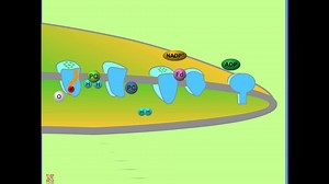 Photosynthetic Energy is Coupled to Metabolism | Plant Pigments and Photosynthesis - passel