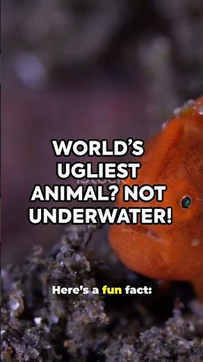 The Blobfish: The Deep Sea's Misunderstood Creature