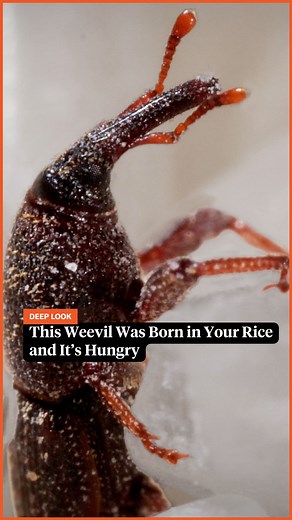581K views · 4.4K reactions | What are those tiny bugs in your rice? They’re most likely rice weevils. Smaller than a grain of rice, they can eat your grains with their long snout and strong mandibles. Find out how they get into your pantry in #DeepLook’s new video. #rice #weevil #riceweevil | Deep Look • PBS | Facebook