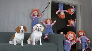 Chucky Invades, Dogs Call Predator for Help!