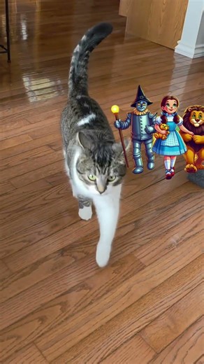 We're off to see the Wizard of Oz#shorts#catshorts#cat