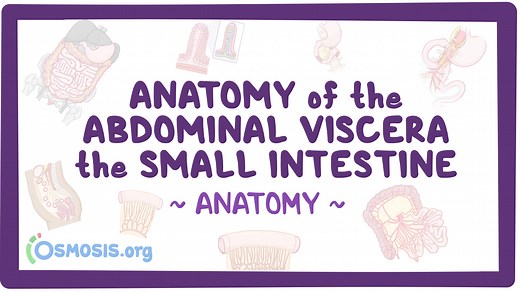 Anatomy of the abdominal viscera: Small intestine: Video, Causes, & Meaning | Osmosis