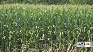U.S.D.A. expecting record corn crop, what does it mean for farmers?